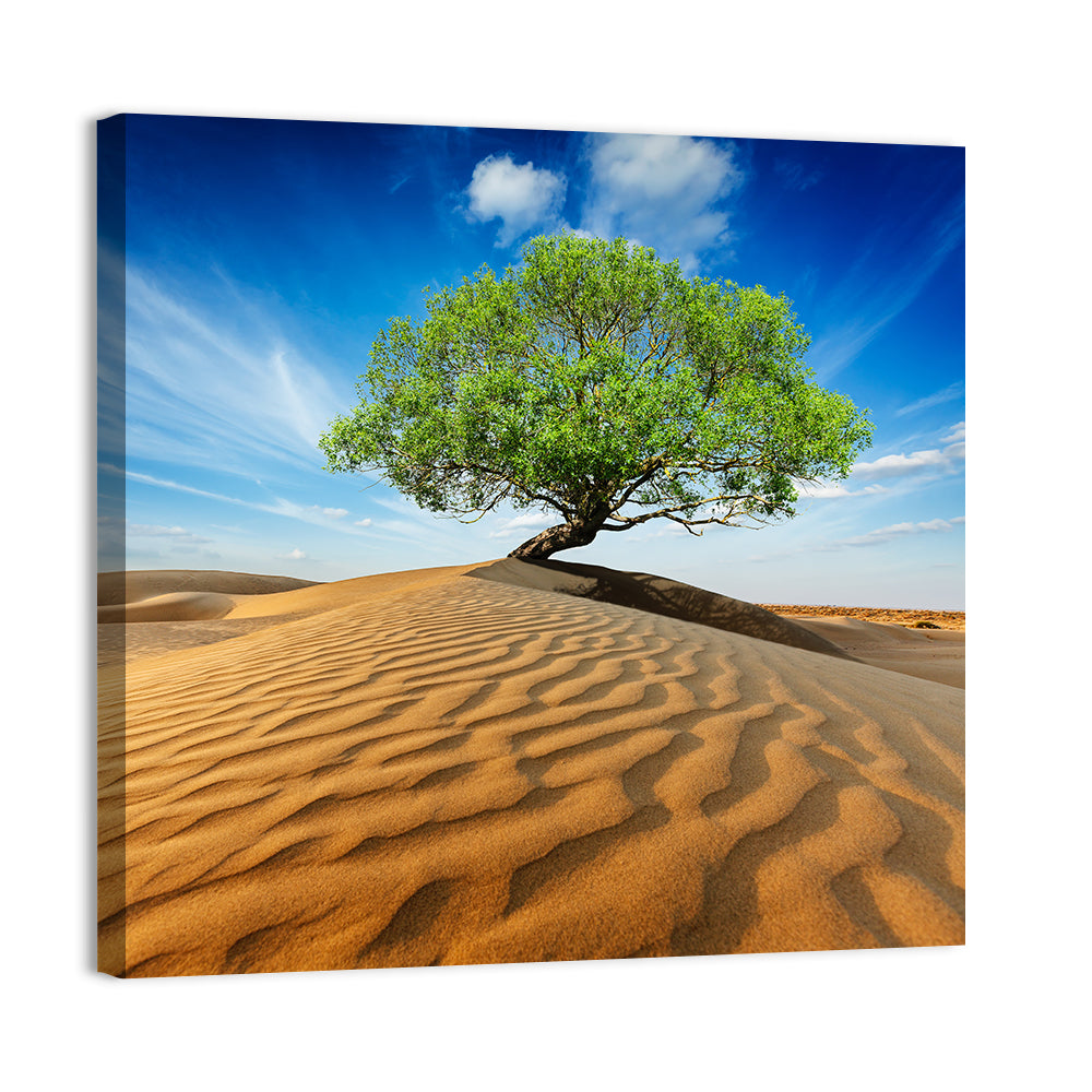 Solitary Green Tree on Sand Dune Wall Art, canvas print, square