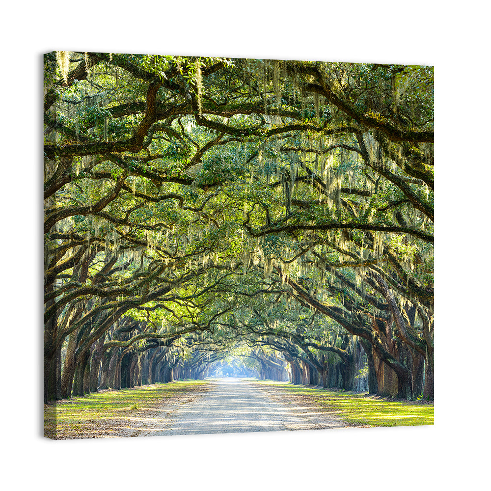 Wormsloe Plantation Oak Tunnel Wall Art
