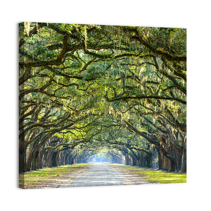 Historic Wormsloe Plantation In Savannah Wall Art