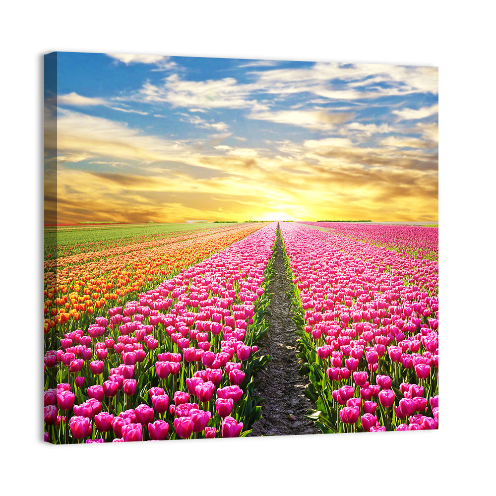 Sunrise Over Tulip Field Wall Art, canvas print, square