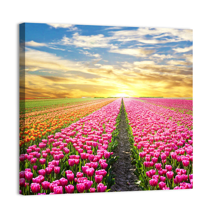 Sunrise Over Tulip Field Wall Art as a canvas print