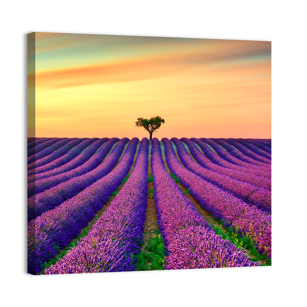 Lavender Field with Solitary Tree Wall Art, canvas print, square