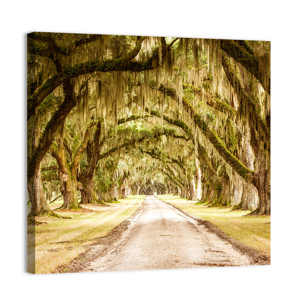 Oak Pathway Under Spanish Moss Wall Art, canvas print, square