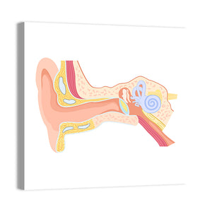 Human Ear Anatomy Wall Art