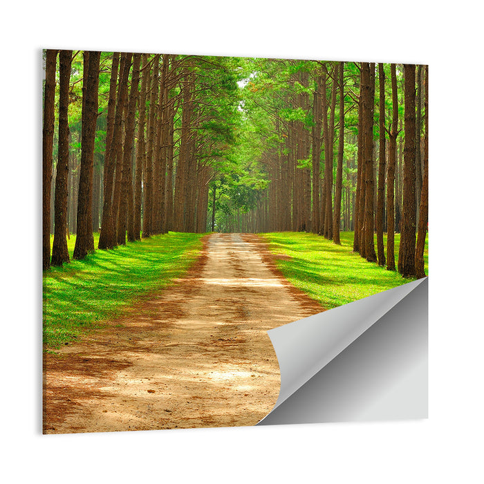 Thailand Pine Forest Path Wall Art as a poster print