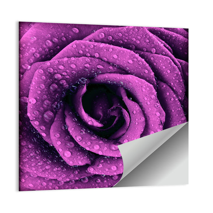 Rain Touched Purple Rose Wall Art as a poster print