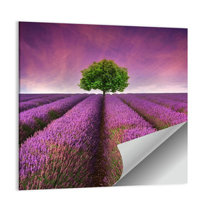 Summer Lavender Field Wall Art