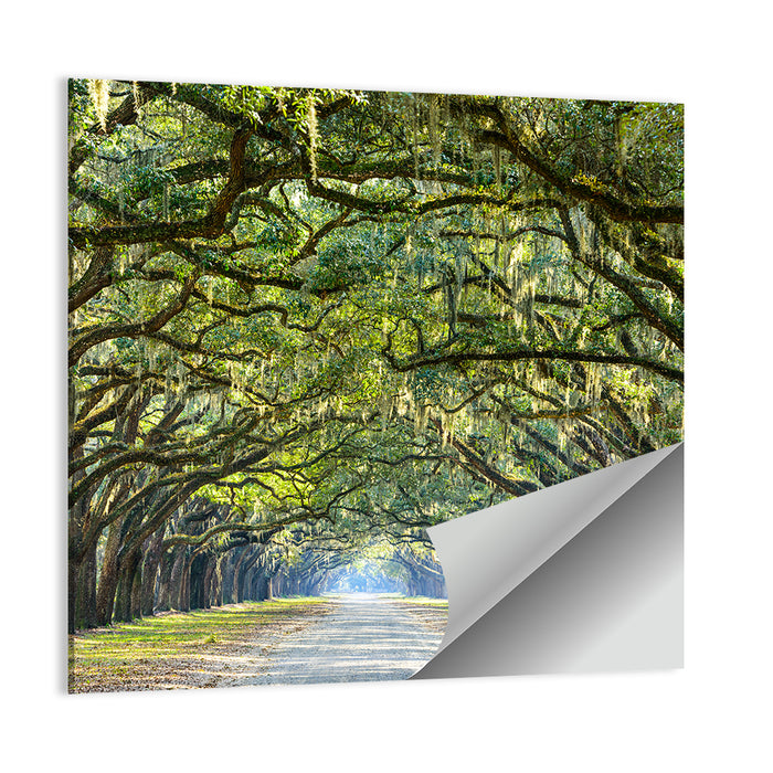 Spanish Moss Oak Alley Wall Art as a poster print