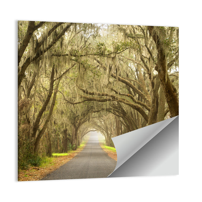Spanish Moss Country Road Wall Art as a poster print