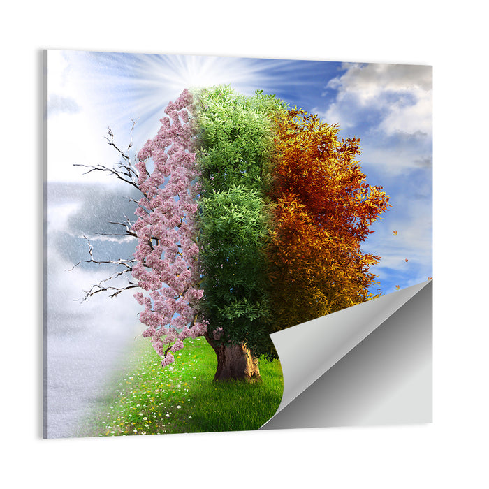 Tree Through Four Seasons Wall Art as a poster print