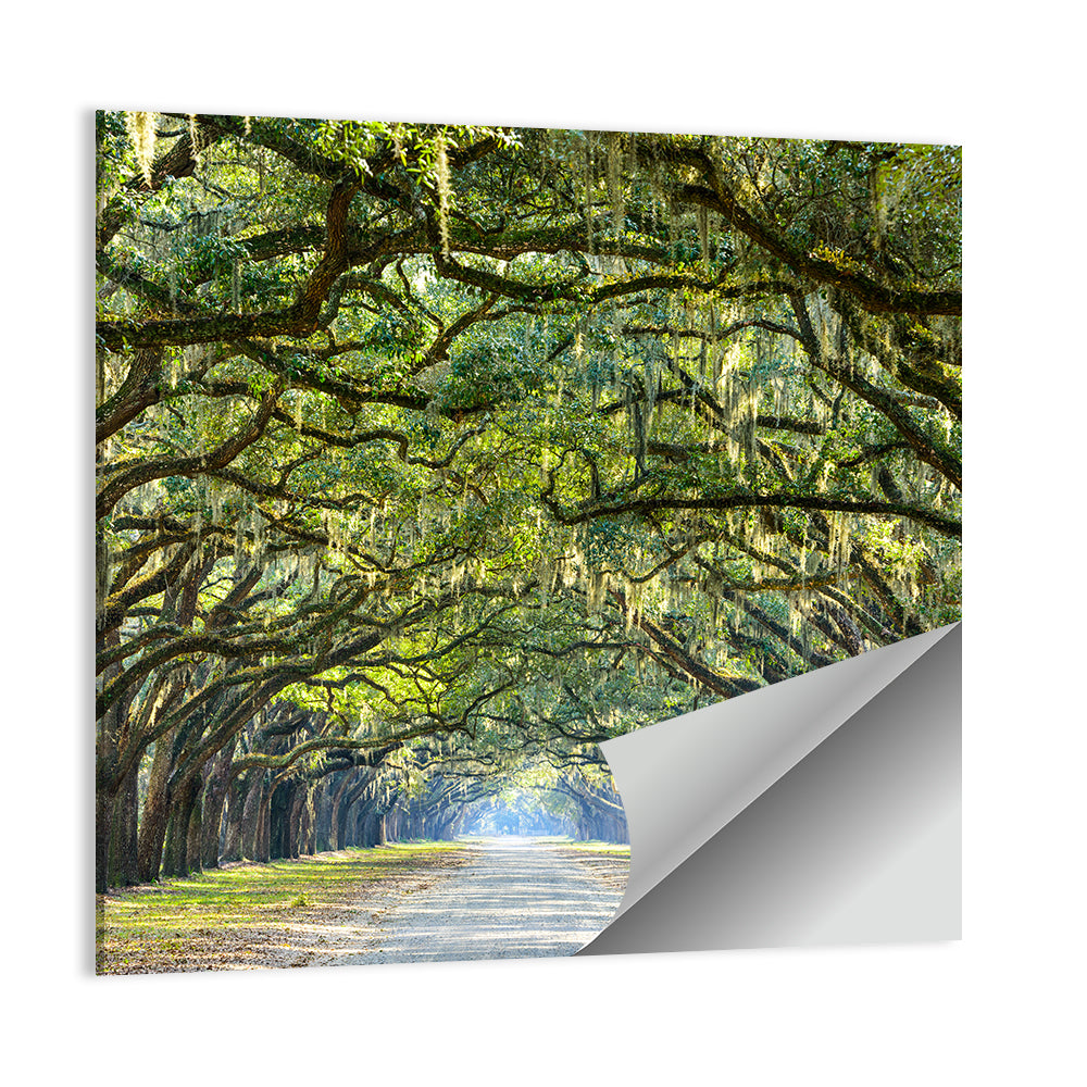 Historic Wormsloe Plantation In Savannah Wall Art