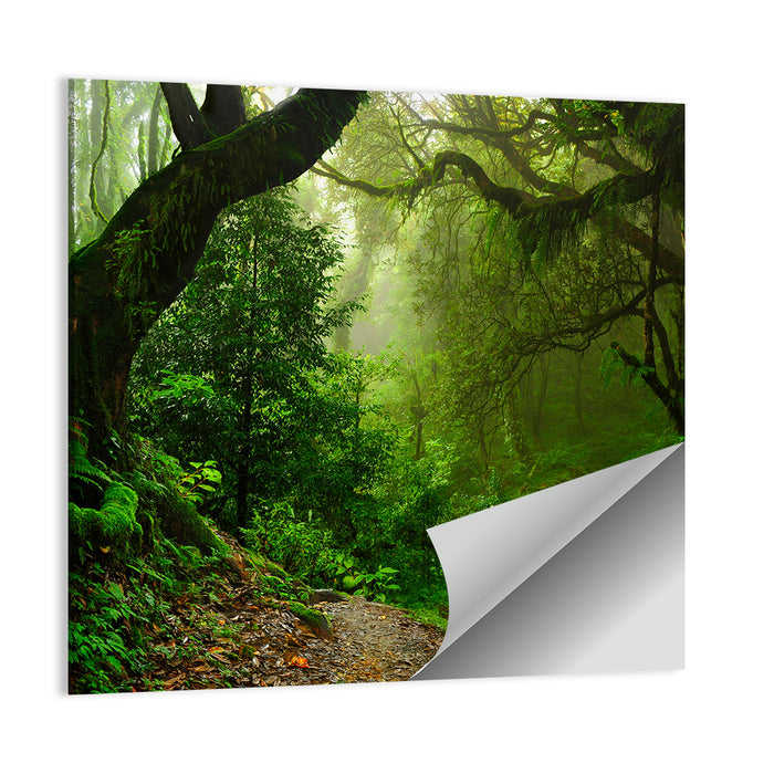 Misty Forest Trail in Nepal Wall Art as a poster print