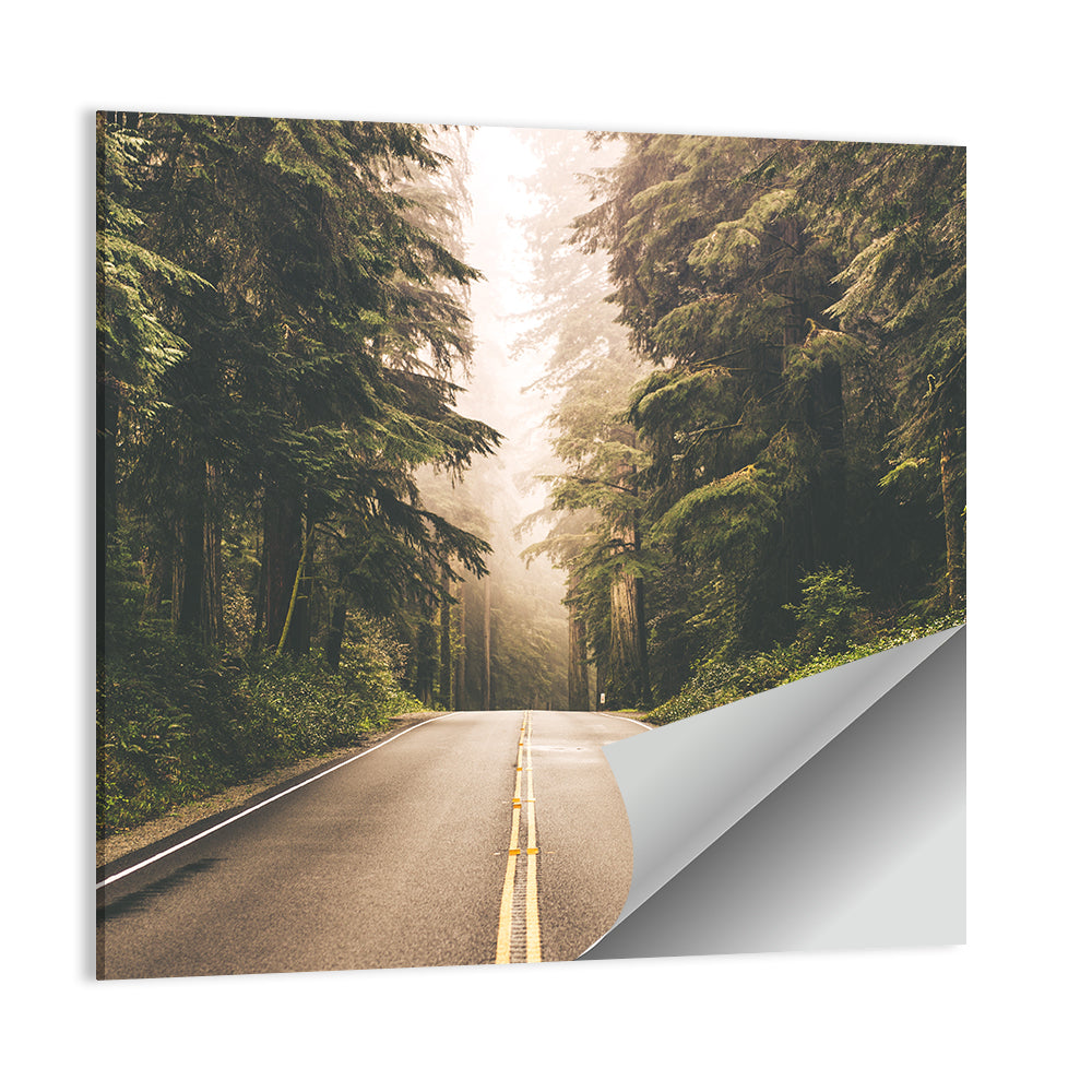 Redwood Highway In Northern California Wall Art