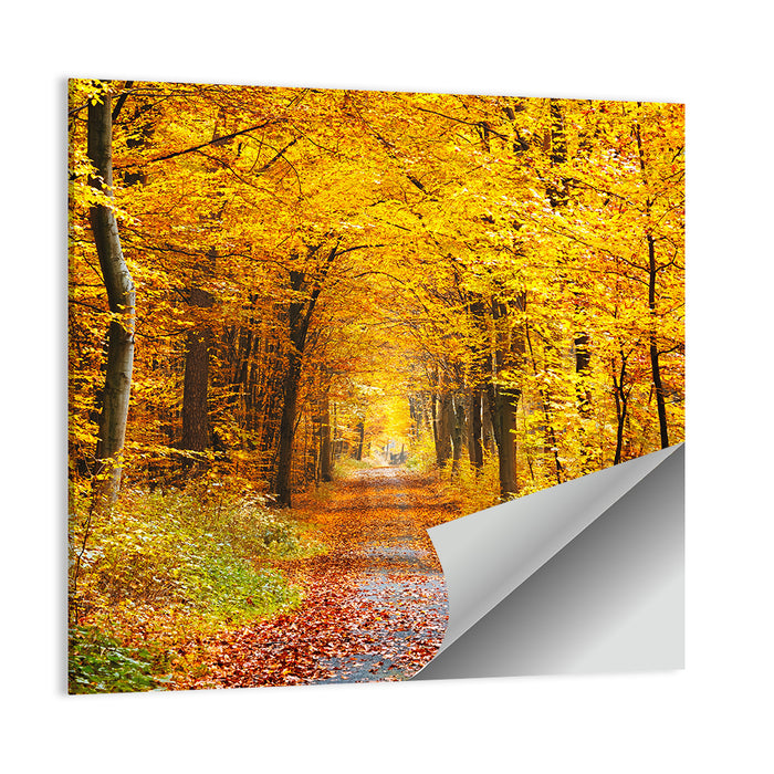 Autumn Forest Path Wall Art as a poster print