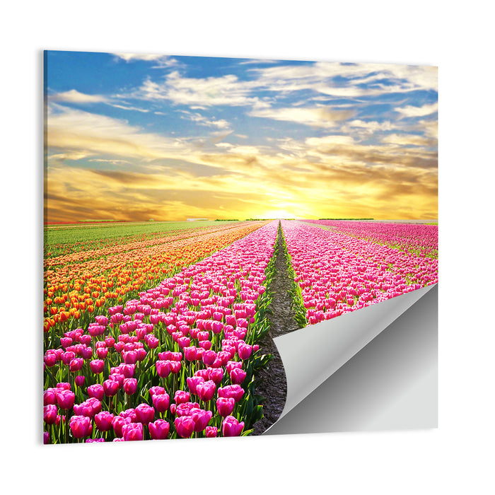 Sunrise Over Tulip Field Wall Art as a poster print