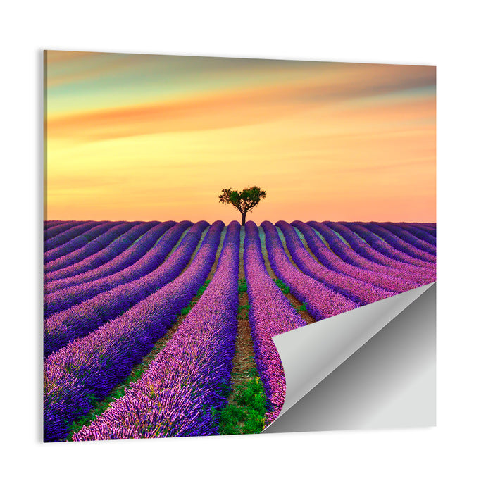 Lavender Field with Solitary Tree Wall Art as a poster print