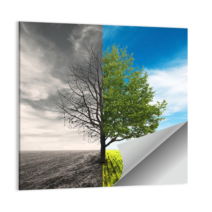 Split Tree in Field Wall Art as a poster print