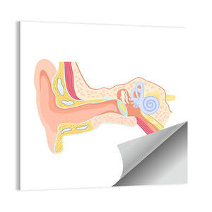 Human Ear Anatomy Wall Art