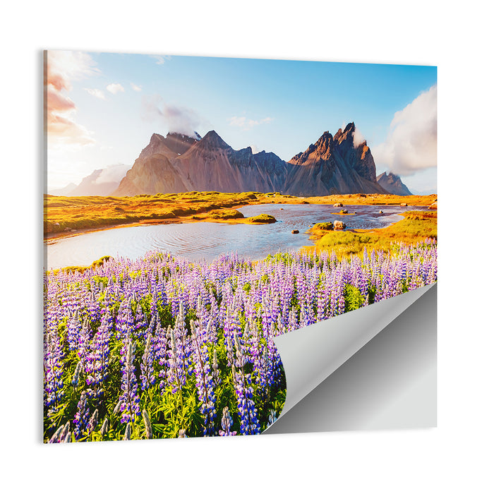 Lupine Fields at Vestrahorn Wall Art as a poster print