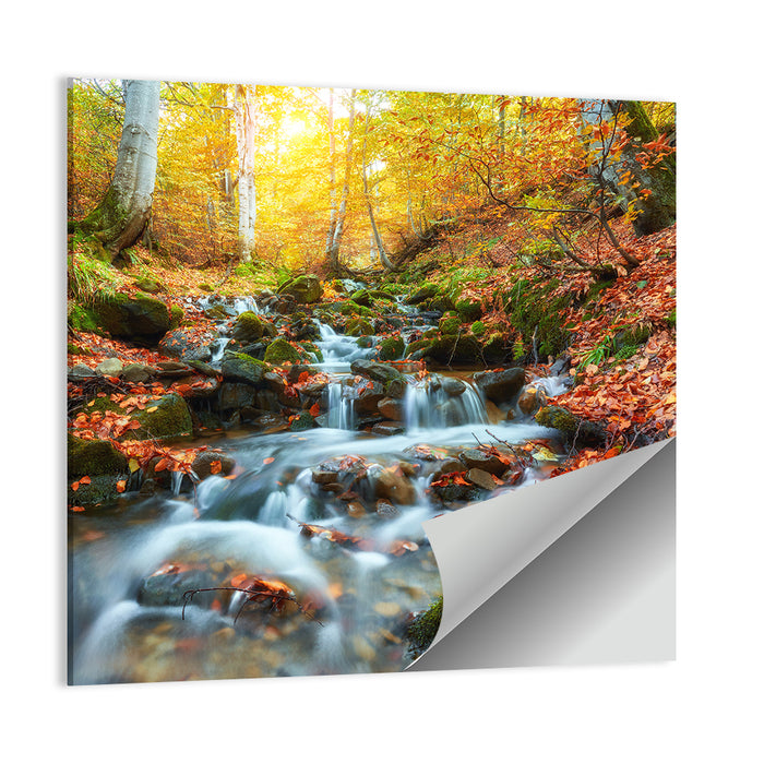 Backlit Autumn Forest Stream Wall Art as a poster print