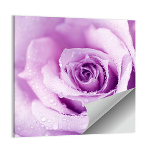 Purple Wet Rose Wall Art