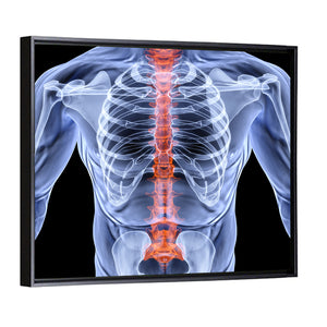 Men Backbone X-Ray Wall Art