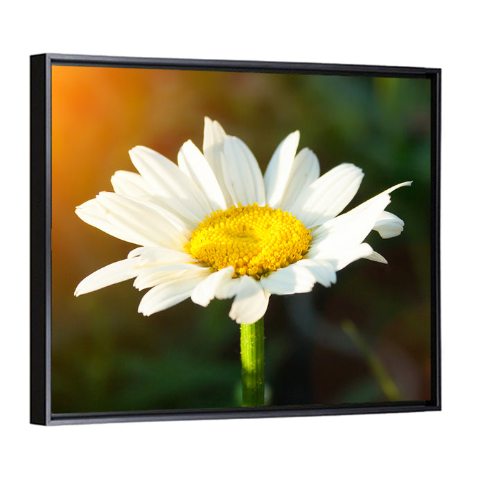 Single Daisy at Sunset Wall Art as a framed canvas