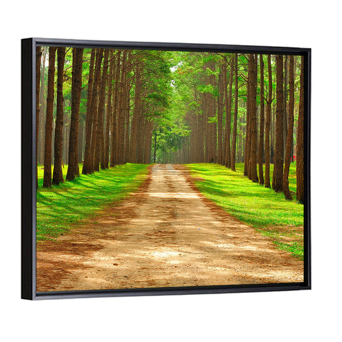 Thailand Pine Forest Path Wall Art as a framed canvas