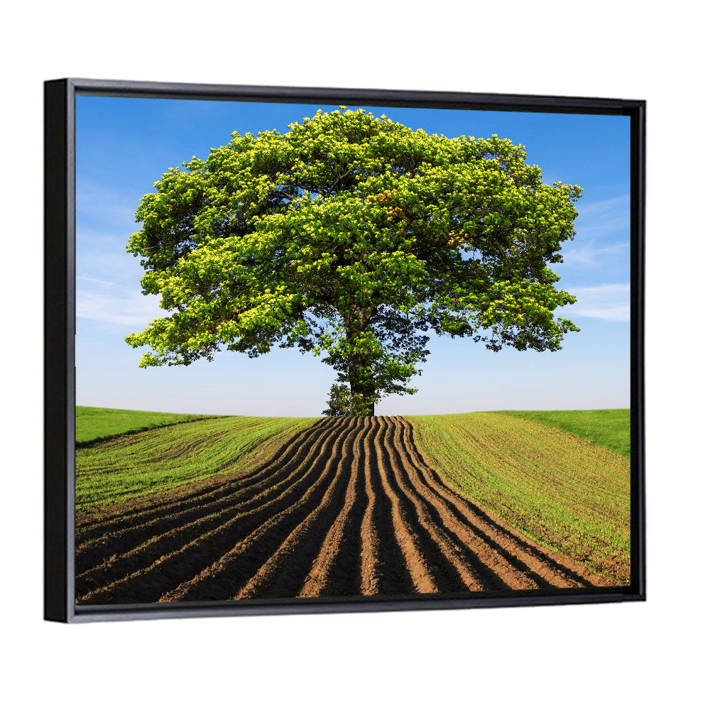 Solitary Tree on Plowed Hill Wall Art