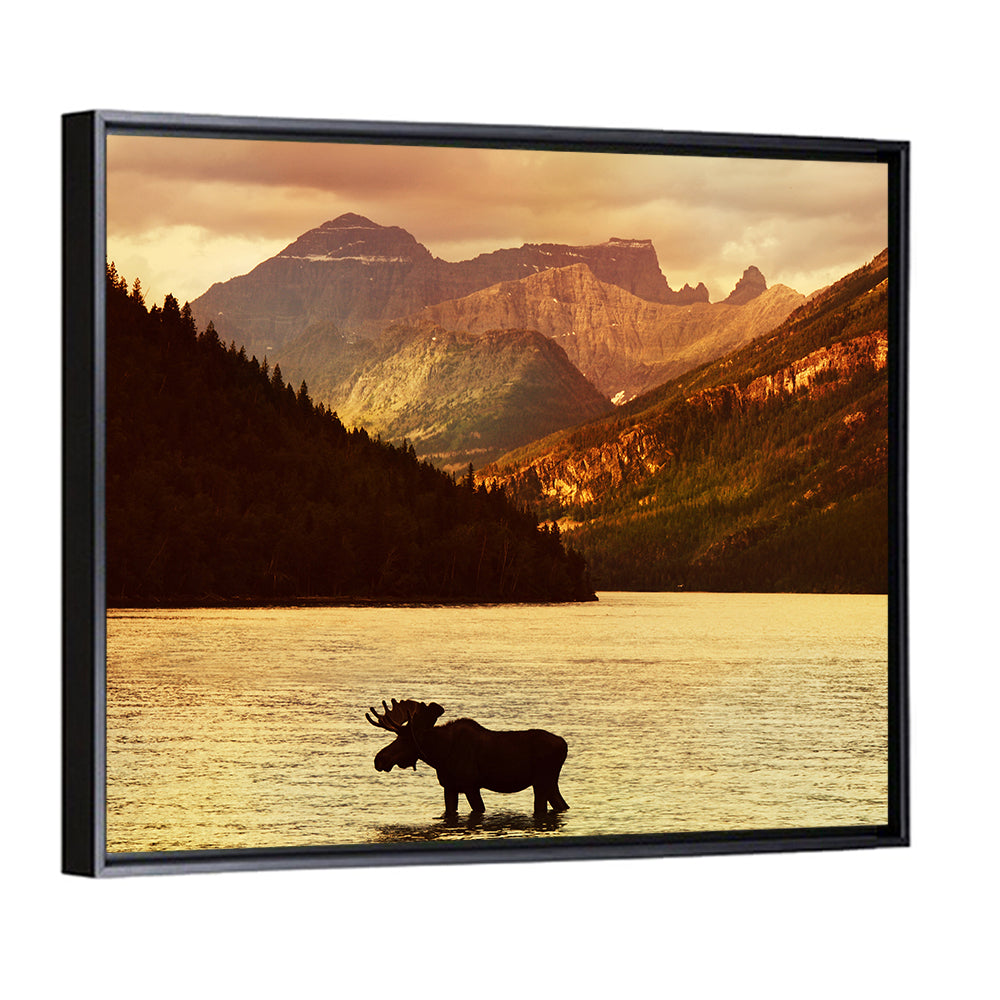 Waterton Lakes Moose at Golden Dusk Wall Art