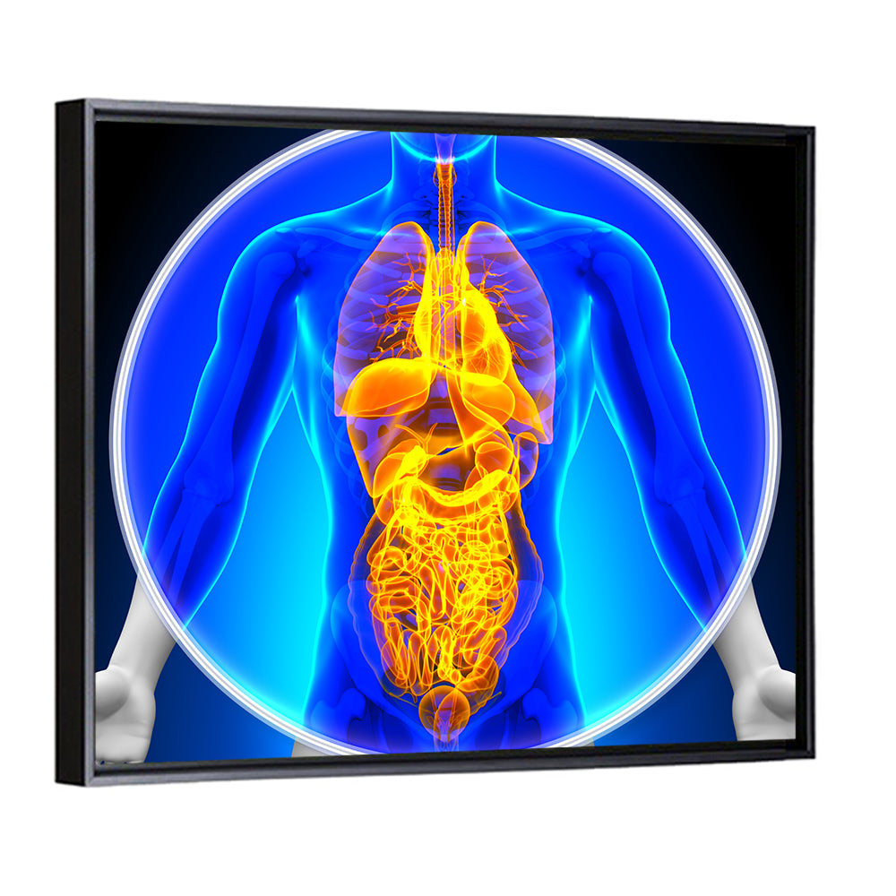 All Organs X-ray Illustration Wall Art