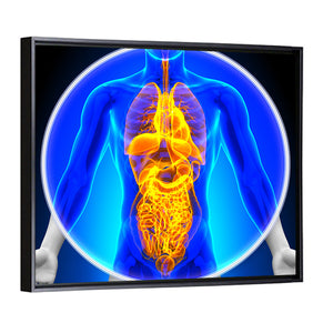 Medical X-Ray Scan All Organs Wall Art