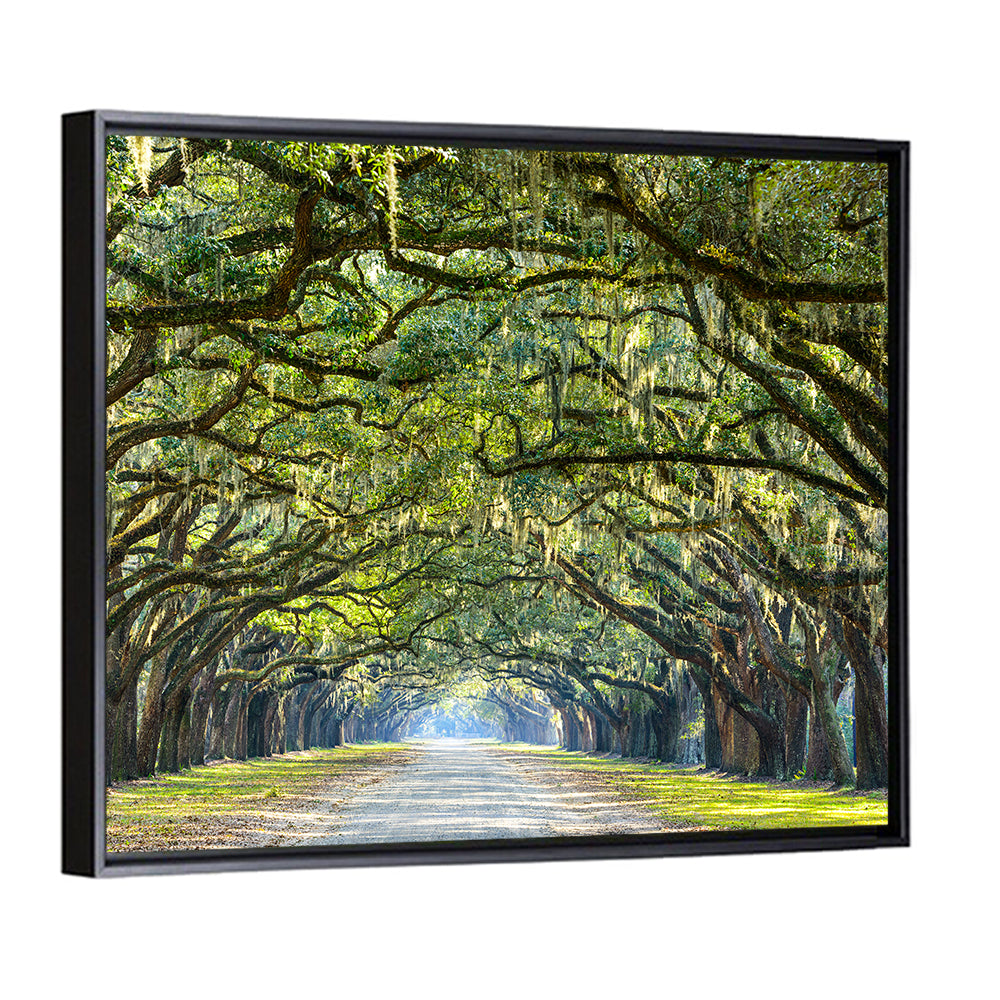 Spanish Moss Oak Alley Wall Art