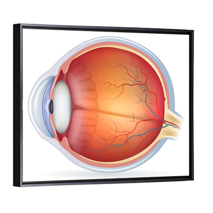 Human Eye Anatomy Wall Art