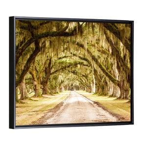 Pathway Under Deep Spanish Moss Wall Art