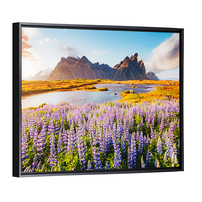 Lupine Fields at Vestrahorn Wall Art as a framed canvas