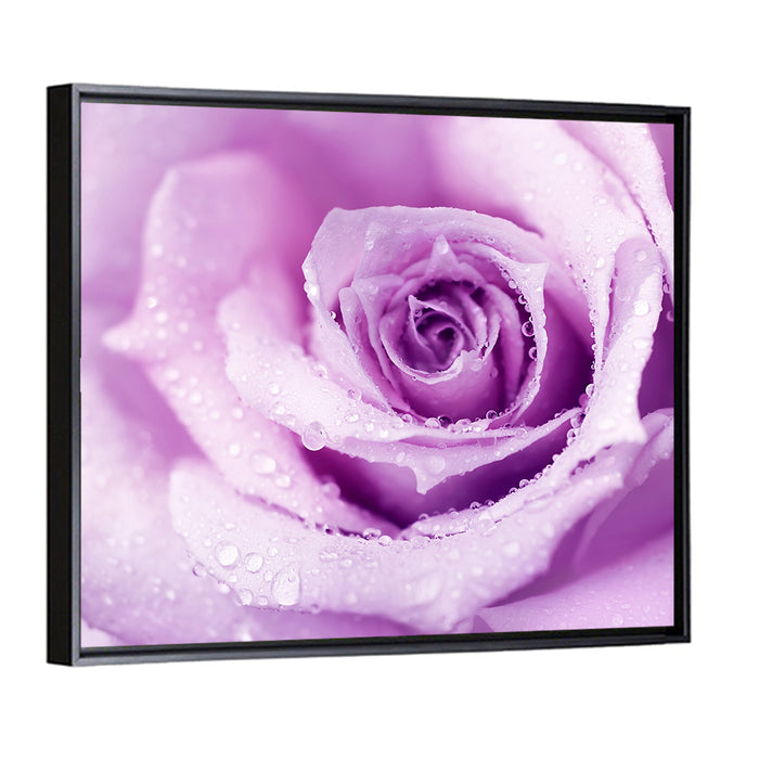 Purple Rose Close-up Wall Art as a framed canvas