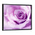 Purple Wet Rose Wall Art