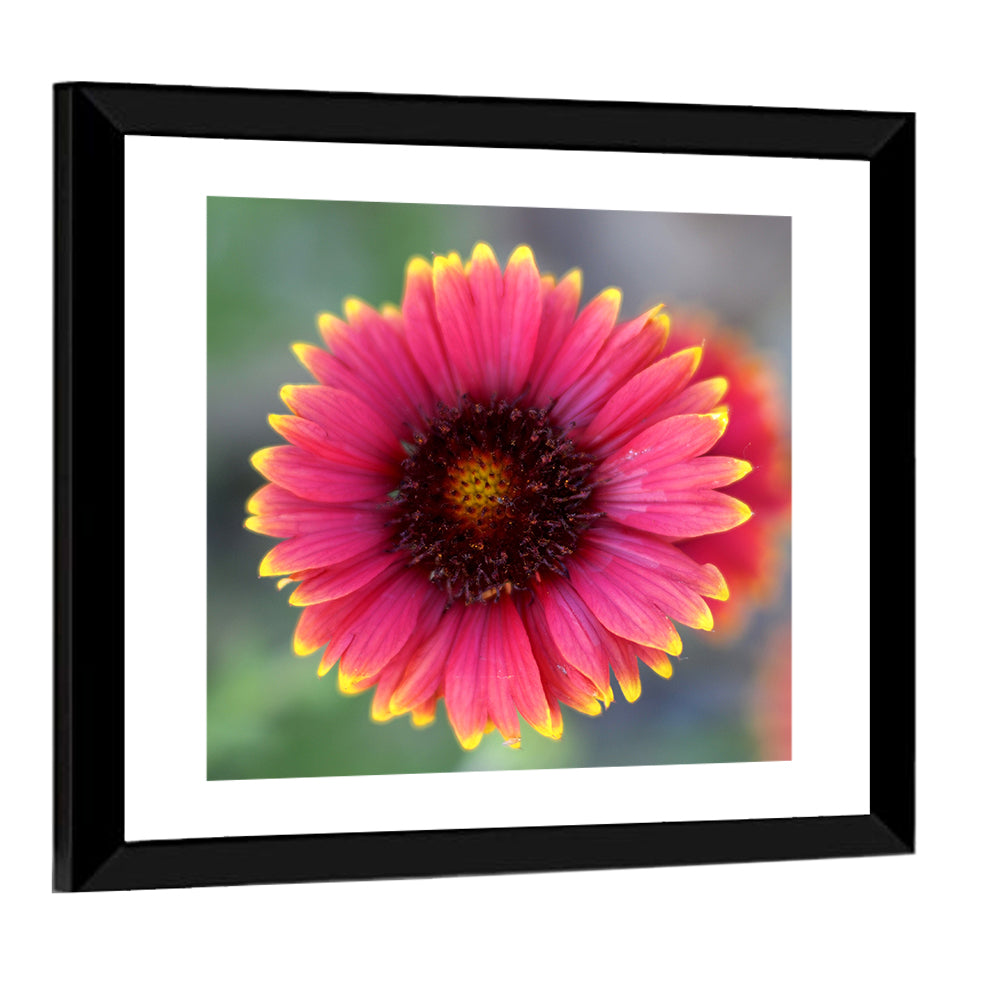 Pink Blossom Close-up Wall Art