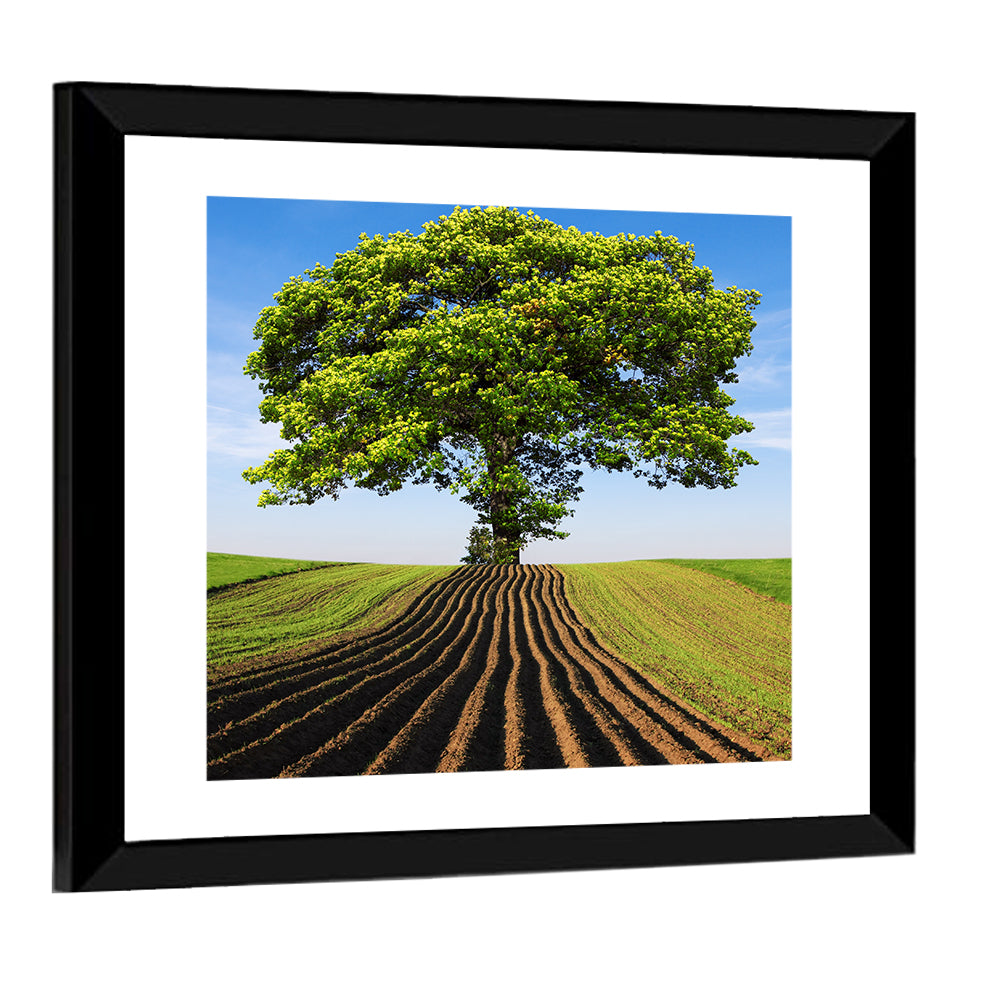 Solitary Tree on Plowed Hill Wall Art