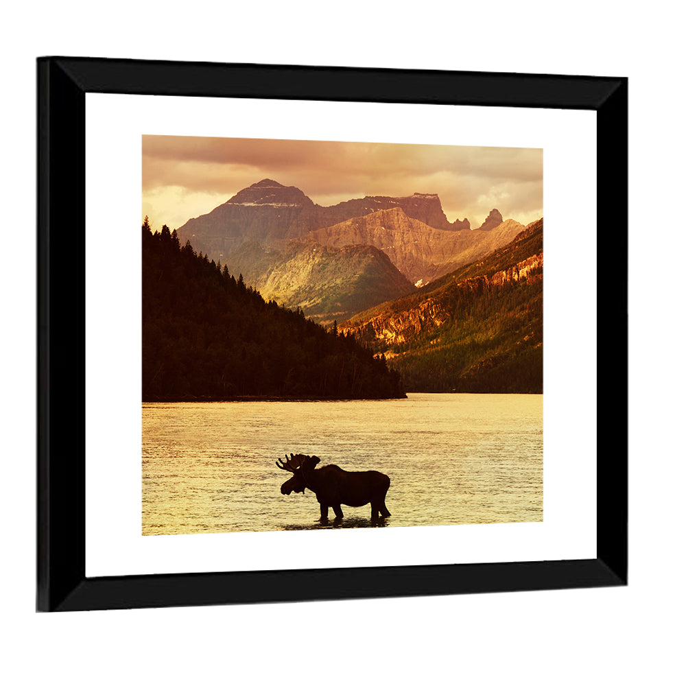 Waterton Lakes Moose at Golden Dusk Wall Art