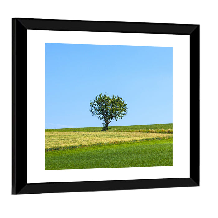 Solitary Tree on Rolling Meadow Wall Art as a framed print