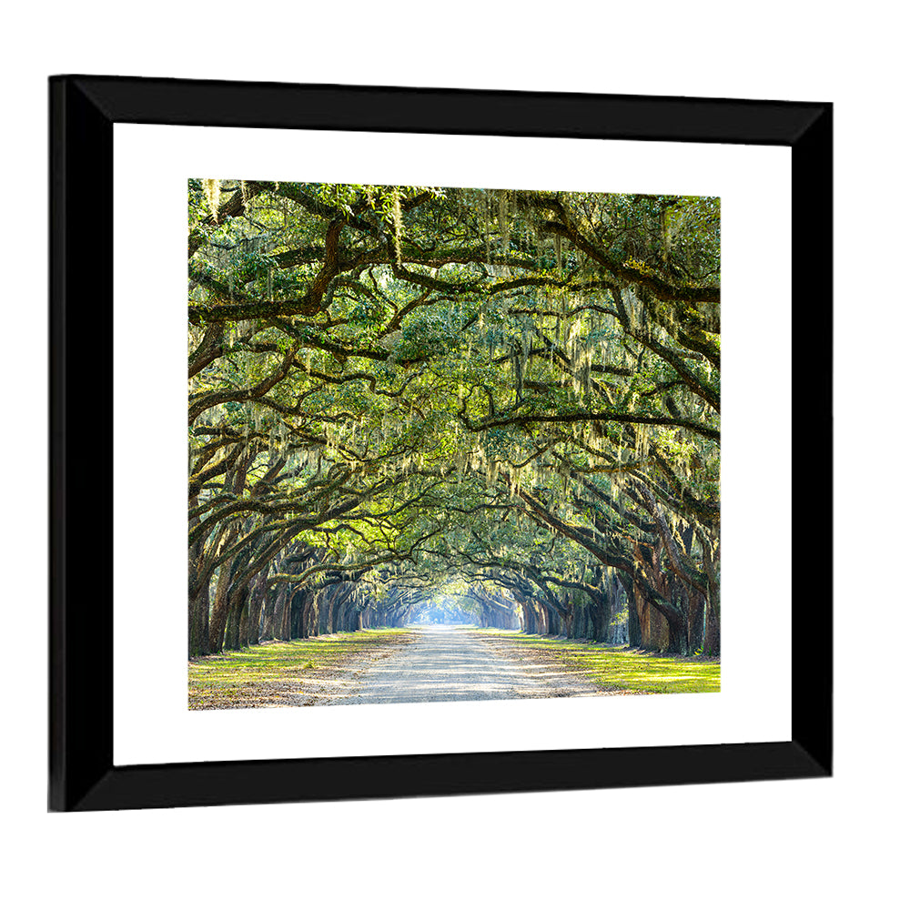 Spanish Moss Oak Alley Wall Art