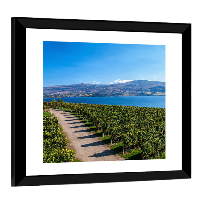 Lake Okanagan Vineyard Path Wall Art as a framed print