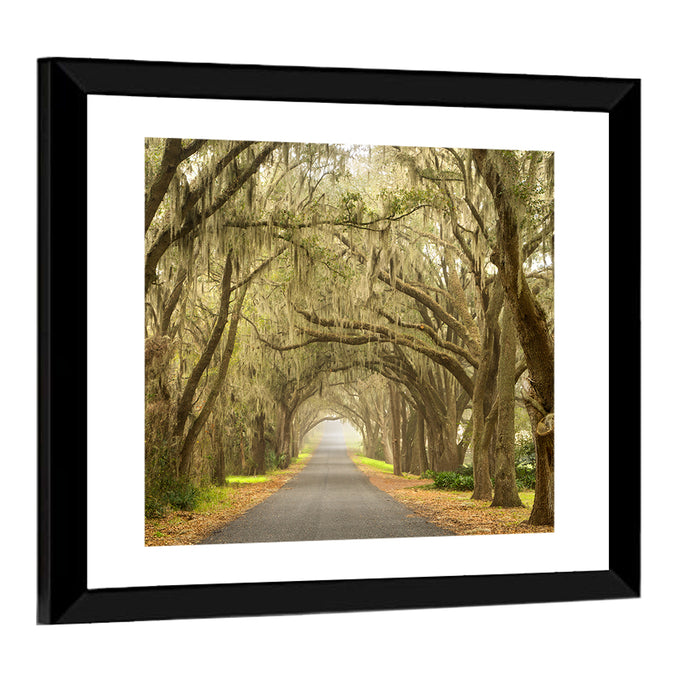 Spanish Moss Country Road Wall Art as a framed print