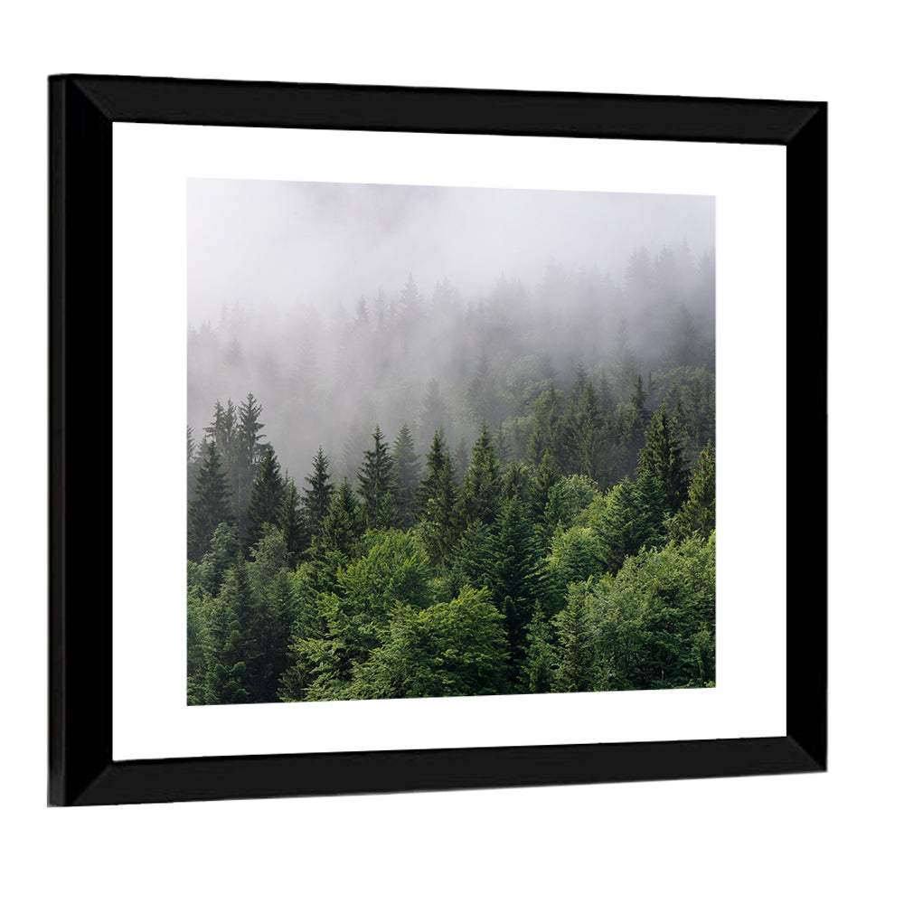 Evergreen Forest Overview Wall Art