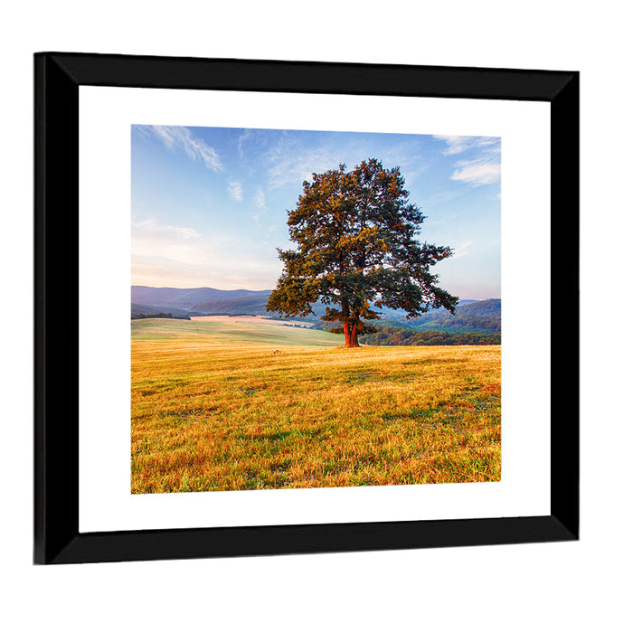 Golden Hour Meadow with Lone Tree Wall Art as a framed print