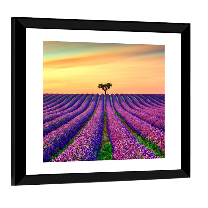 Lavender Field with Solitary Tree Wall Art as a framed print