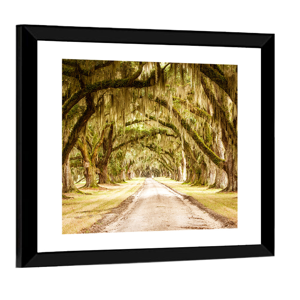 Pathway Under Deep Spanish Moss Wall Art