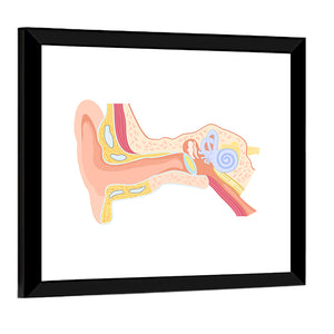 Human Ear Anatomy Wall Art